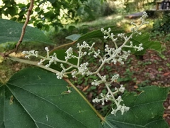 Poliothyrsis sinensis