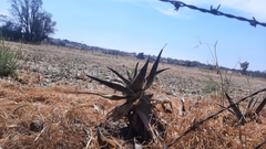 Agave salmiana