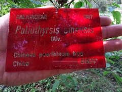 Poliothyrsis sinensis