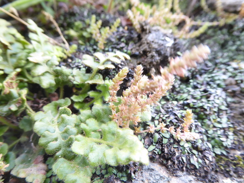 Crassula sieberiana