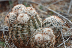 Echinocereus