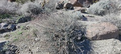 Lyrocarpa coulteri