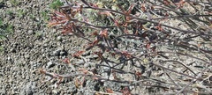 Lyrocarpa coulteri