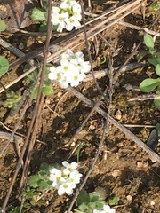 Tomostima cuneifolia