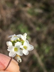 Tomostima cuneifolia