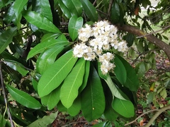 Photinia nussia