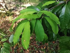 Photinia nussia