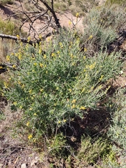 Anthyllis cytisoides