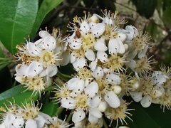 Photinia nussia