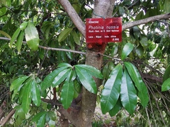 Photinia nussia