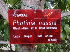 Photinia nussia