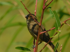 Sporophila caerulescens