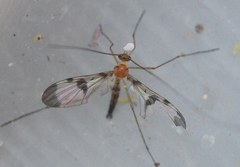 Macrocera phalerata