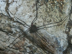 Goniosoma roridum