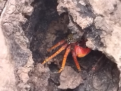Goniopsis pulchra