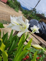 Lilium longiflorum