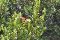Acraea horta