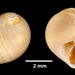 Polinices immaculatus - Photo 

Eric A. Lazo-Wasem, sin restricciones conocidas de derechos (dominio público)