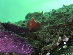 Cnemidocarpa finmarkiensis