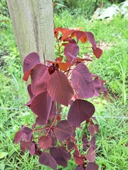 Euphorbia cotinifolia