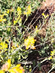 Anthyllis cytisoides