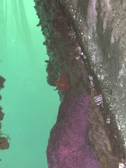 Cnemidocarpa finmarkiensis