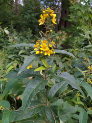 Lysimachia vulgaris