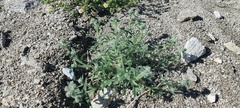 Cryptantha barbigera barbigera