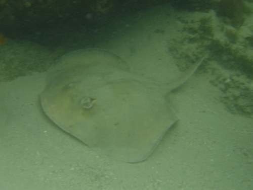 Lobed stingaree