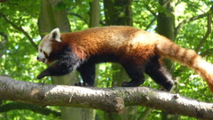 Ailurus fulgens