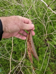 Senegalia berlandieri