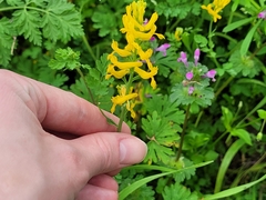 Corydalis micrantha