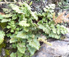 Asplenium subglandulosum