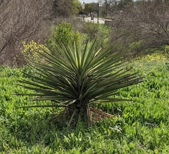 Yucca treculiana