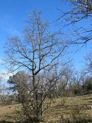 Quercus pyrenaica