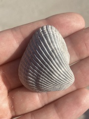 Noetia ponderosa