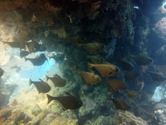 Pempheris vanicolensis