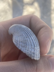 Noetia ponderosa