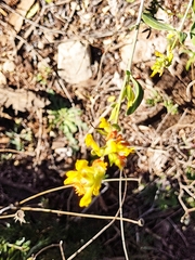Anthyllis cytisoides