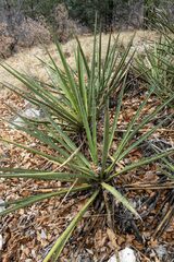 Yucca baccata