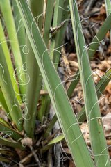 Yucca baccata