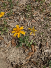 Amblyolepis setigera