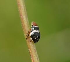 Bathyllus albicinctus