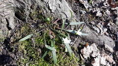 Claytonia virginica