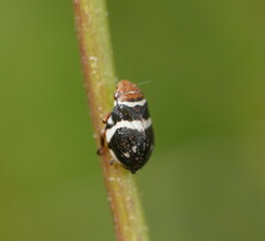Bathyllus albicinctus
