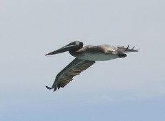 Pelecanus