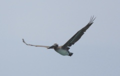 Pelecanus