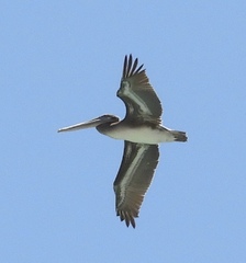 Pelecanus