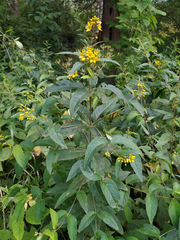 Lysimachia vulgaris