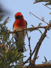 Anaplectes rubriceps